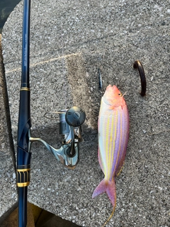 イトヨリダイの釣果