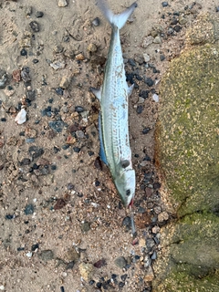 サゴシの釣果