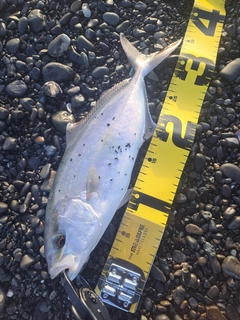 ショゴの釣果