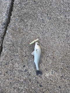 セイゴ（マルスズキ）の釣果