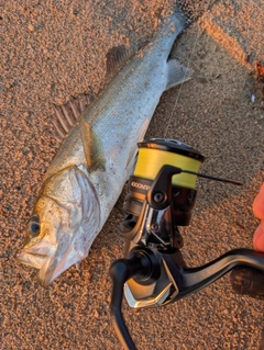 スズキの釣果