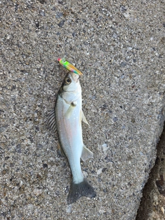 セイゴ（マルスズキ）の釣果