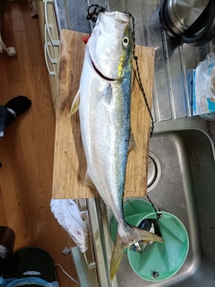 メジロの釣果