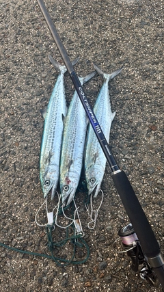 サゴシの釣果