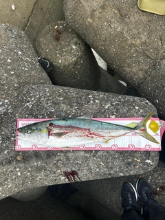 ブリの釣果