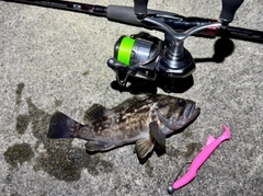 クロソイの釣果
