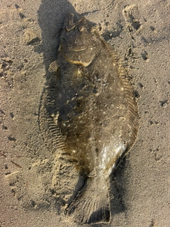 ソゲの釣果