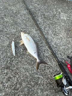 ショゴの釣果