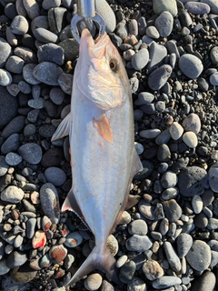 ショゴの釣果