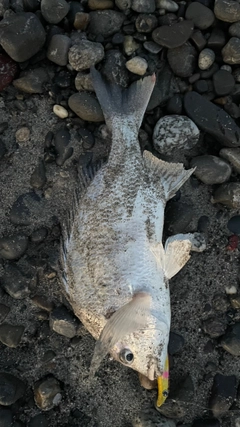 キビレの釣果