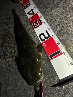 マゴチの釣果