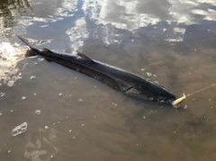 イトウの釣果