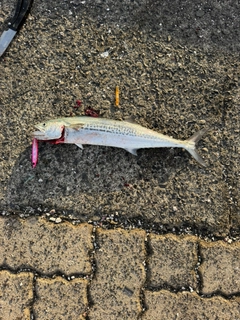サゴシの釣果