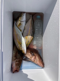 ショゴの釣果