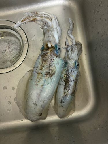 関東地方で釣れたイカ - アングラーズ | 釣果600万件の魚釣り情報サイト