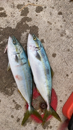 フクラギの釣果