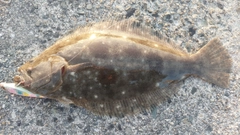 ソゲの釣果
