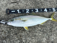 イナダの釣果