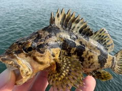 タケノコメバルの釣果