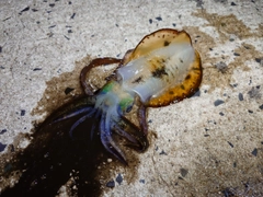 アオリイカの釣果