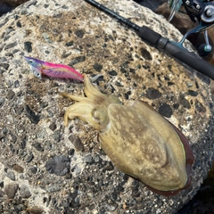 コウイカの釣果