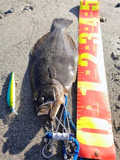 ヒラメの釣果