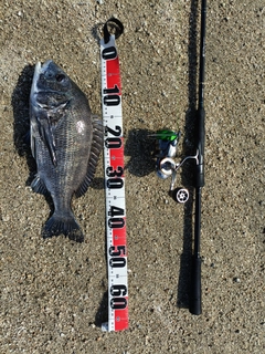 チヌの釣果