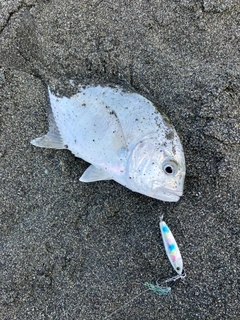 メッキの釣果