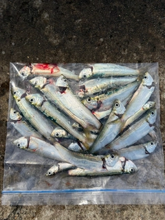 サッパの釣果