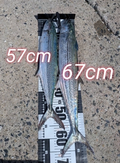サワラの釣果