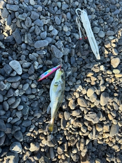 シロサバフグの釣果