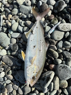 ショゴの釣果
