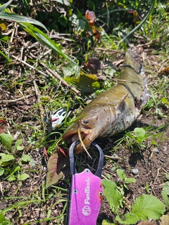 ナマズの釣果