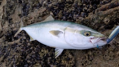 ヤズの釣果
