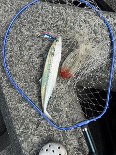 サワラの釣果
