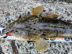 マゴチの釣果