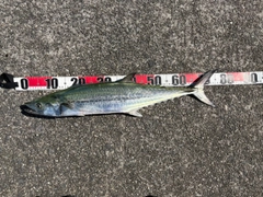 サワラの釣果