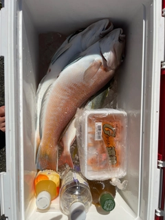シロアマダイの釣果