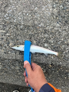 カマスの釣果