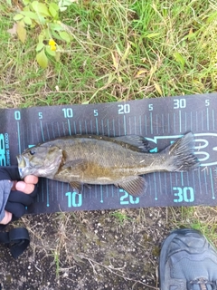 スモールマウスバスの釣果