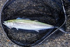サゴシの釣果