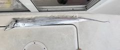 タチウオの釣果