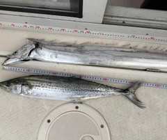 サゴシの釣果