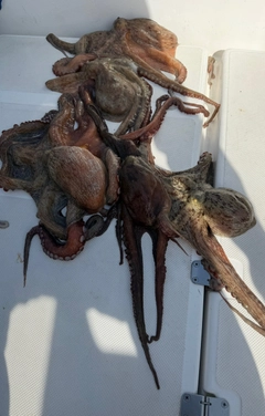 タコの釣果