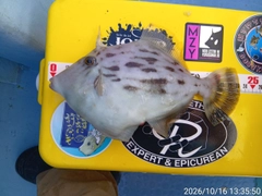 カワハギの釣果