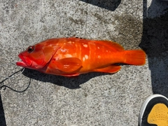 アカハタの釣果