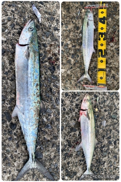 サゴシの釣果