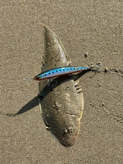 シタビラメの釣果
