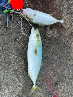 ワカシの釣果