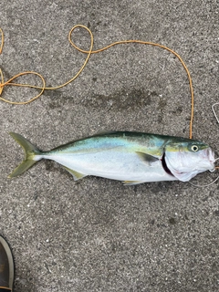 ヤズの釣果